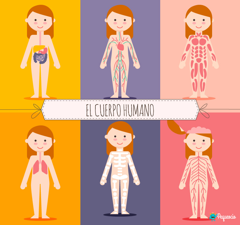 EL CUERPO HUMANO